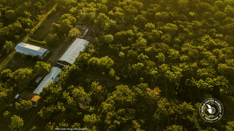 World Coffee Research - arial coffee farm