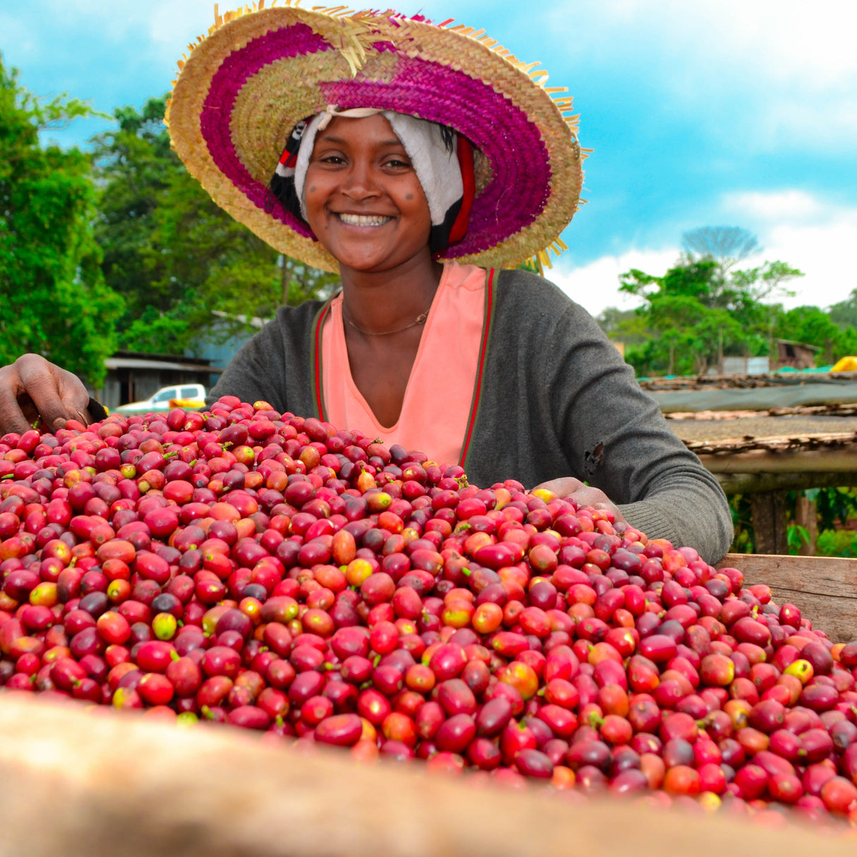 Women with straw colorful hat sorting through coffee cherries on raised african drying beds.