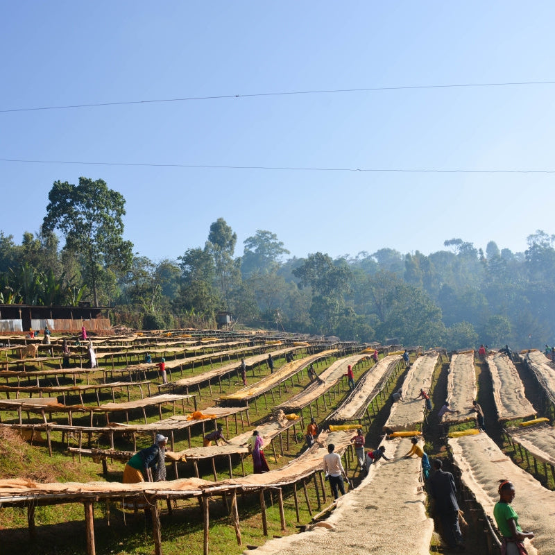 A wide view of green trees in the background with African drying beds of unroasted green coffee and people sorting.