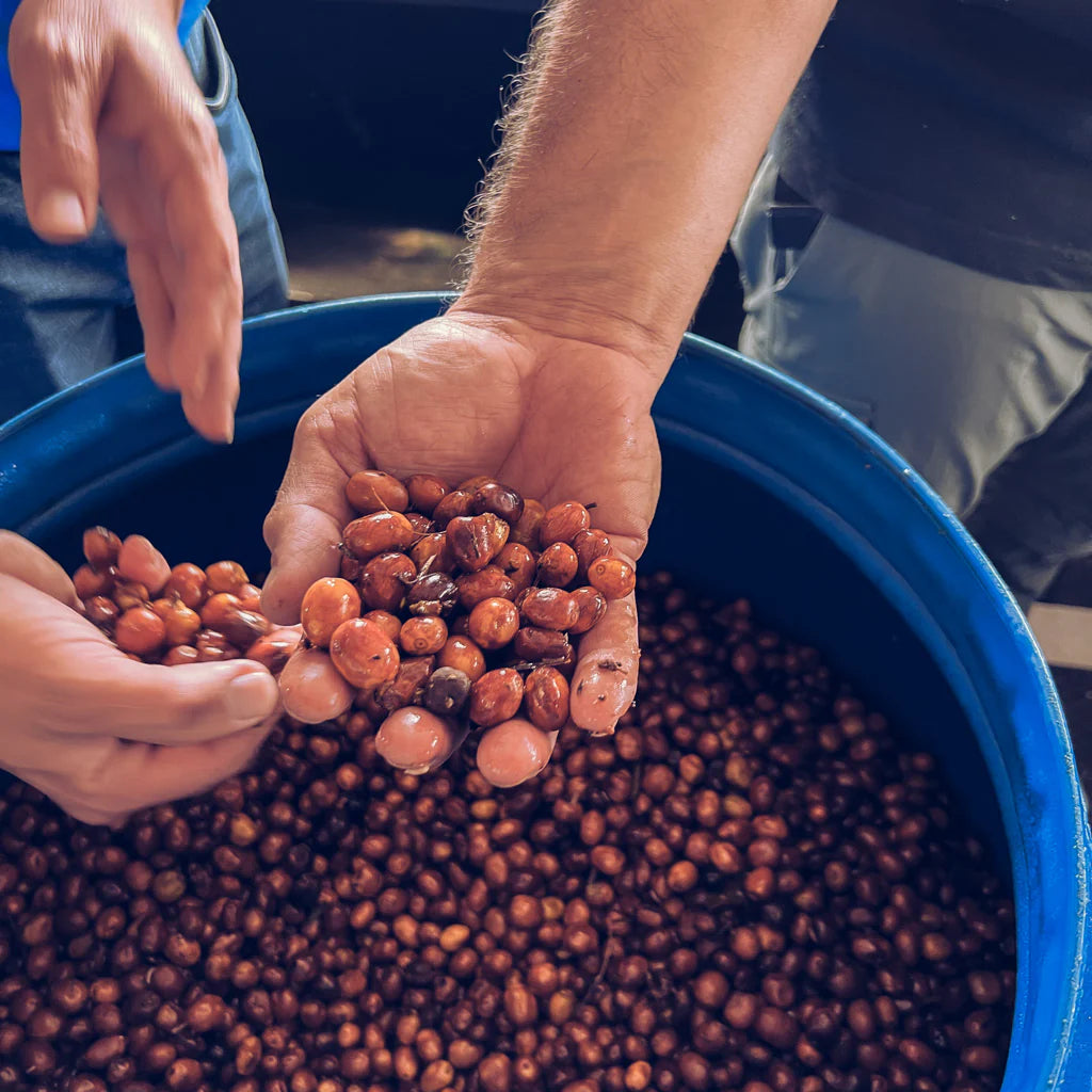 Colombia Finca Campo Hermoso Anaerobic Processing in blue barrels with hands holding coffee cherries.
