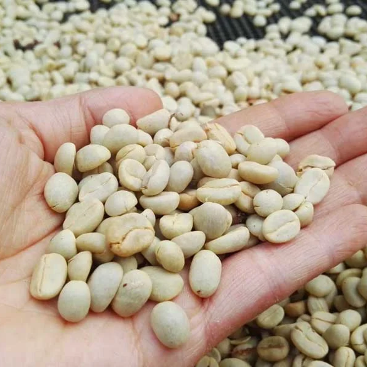 A close-up of a hand holding unroasted coffee beans, with more beans spread out in the background.