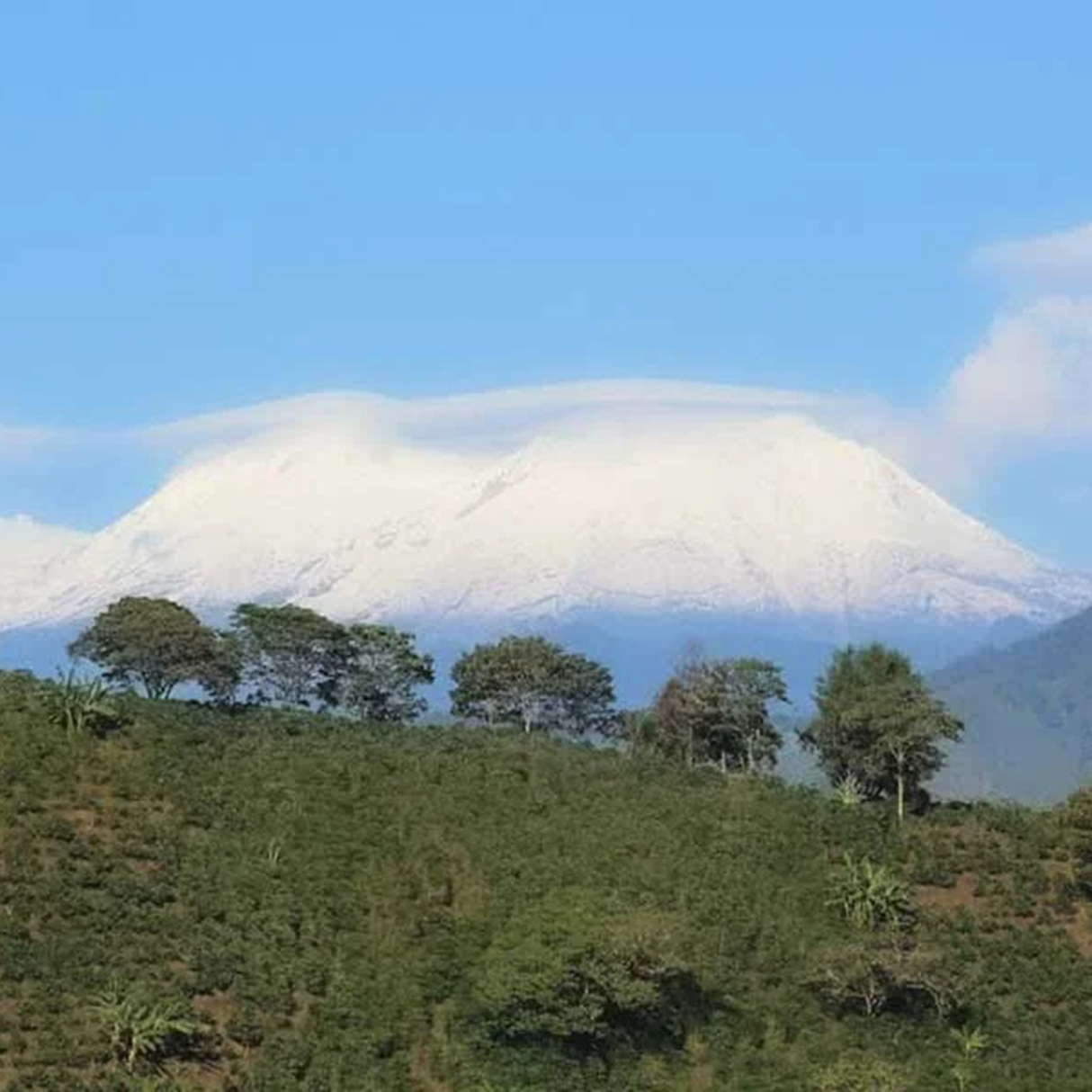 A scenic landscape photo of a snow-capped mountain under a clear blue sky, with a line of coffee trees and a lush coffee tree hill in the foreground.