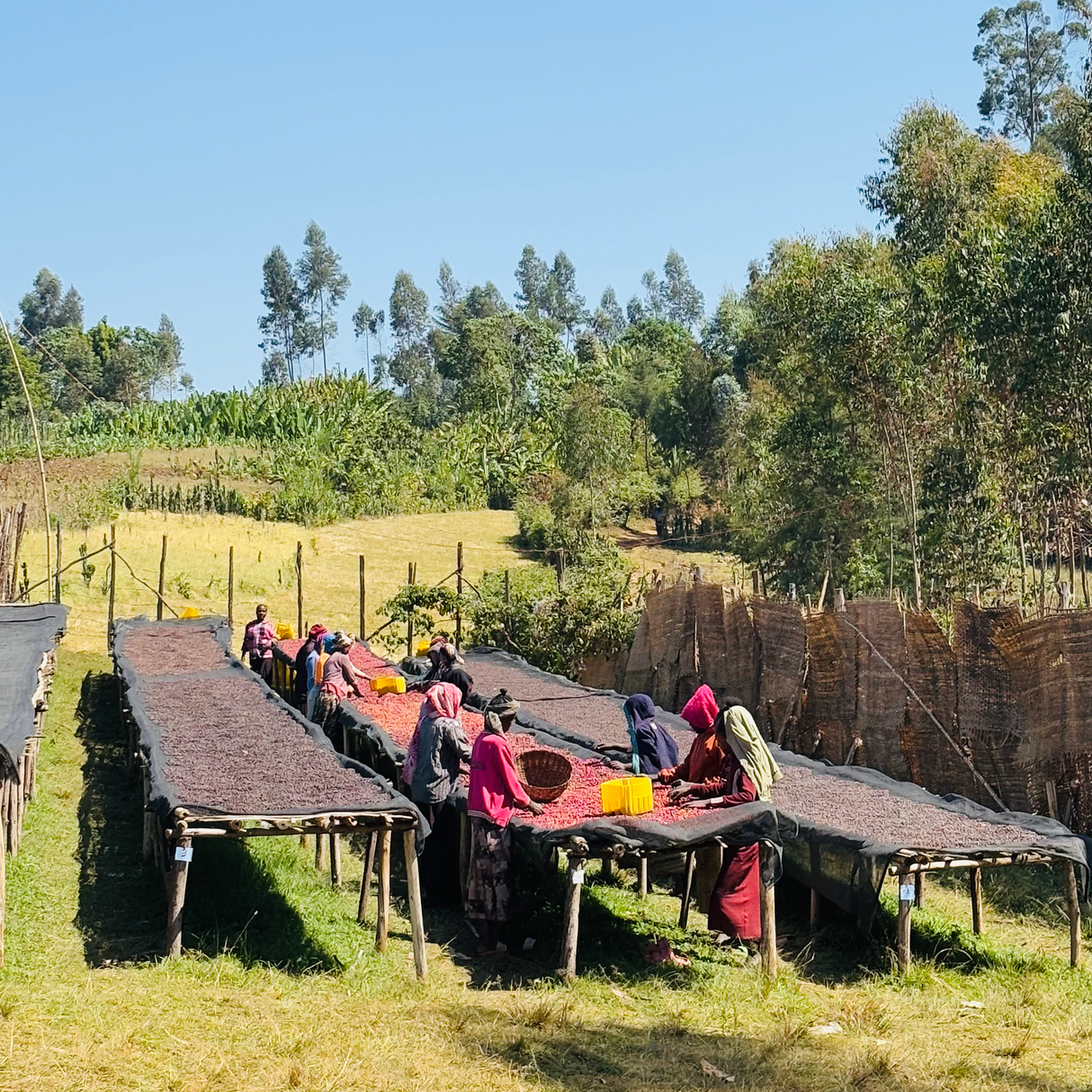 Ethiopia West Arsi Nensebo Mewa Natural G1