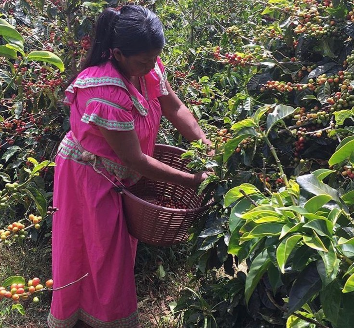 Carmen Estate - Coffee Trees
