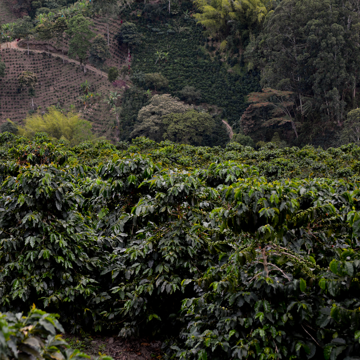 A lush coffee farm with rows of leafy coffee plants in the foreground and a terraced hillside covered in dense vegetation in the background.