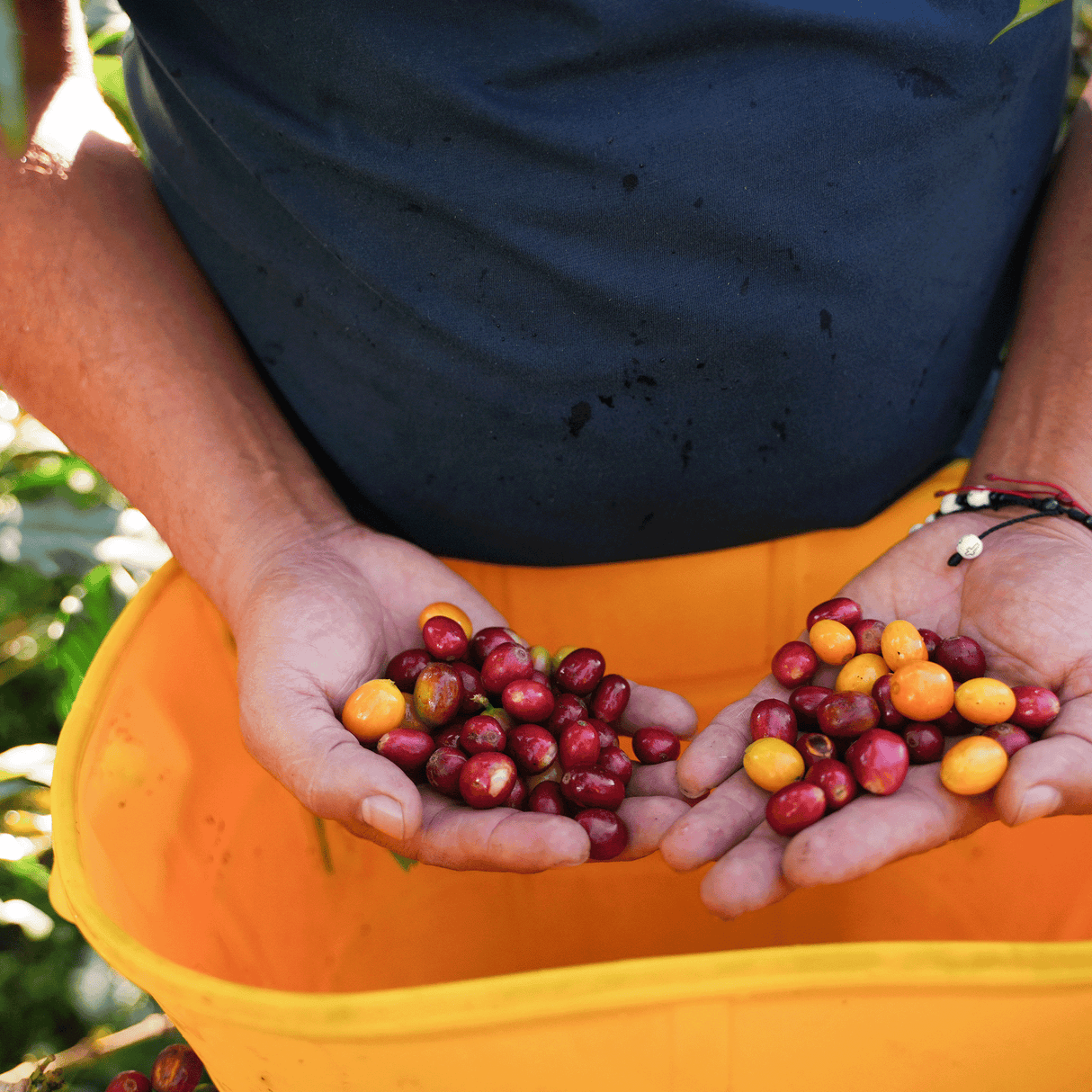 Person holding coffee cherries in their hands with a yellow apron.