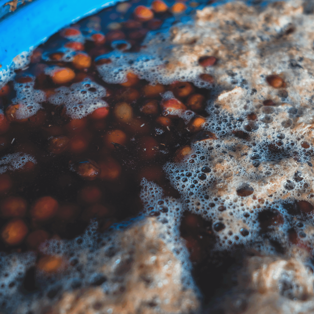 Close-up of a dark liquid with bubbles and small red objects, possibly berries, in a blue container.