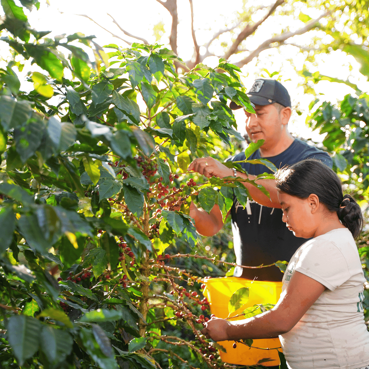 Two people picking coffee beans from a tree in a sunny outdoor setting.