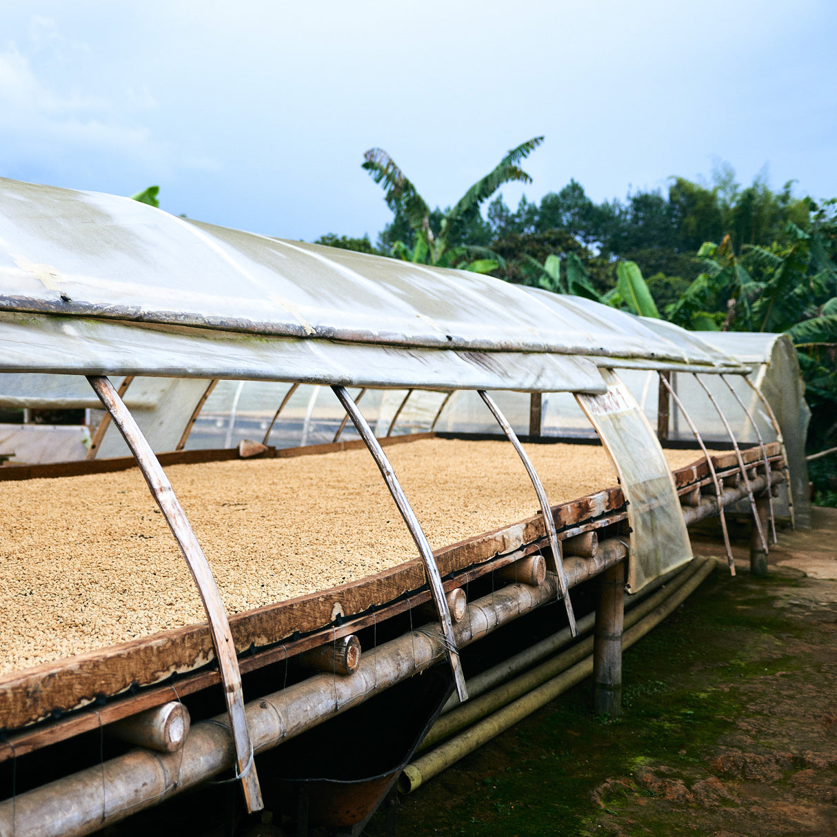 Green coffee beans on African raised drying beds with arched clear plastic shade over beds.