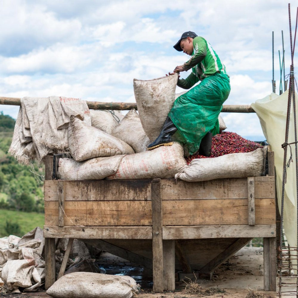 man pouring coffee cherries into large wooden container with green rolling his behind and sky full of puffy white clouds.