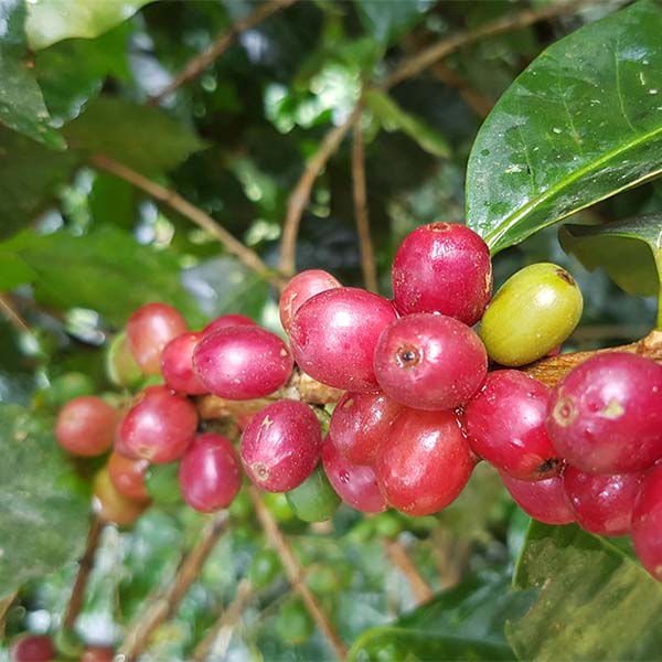 Red coffee berries on a branch with green leaves