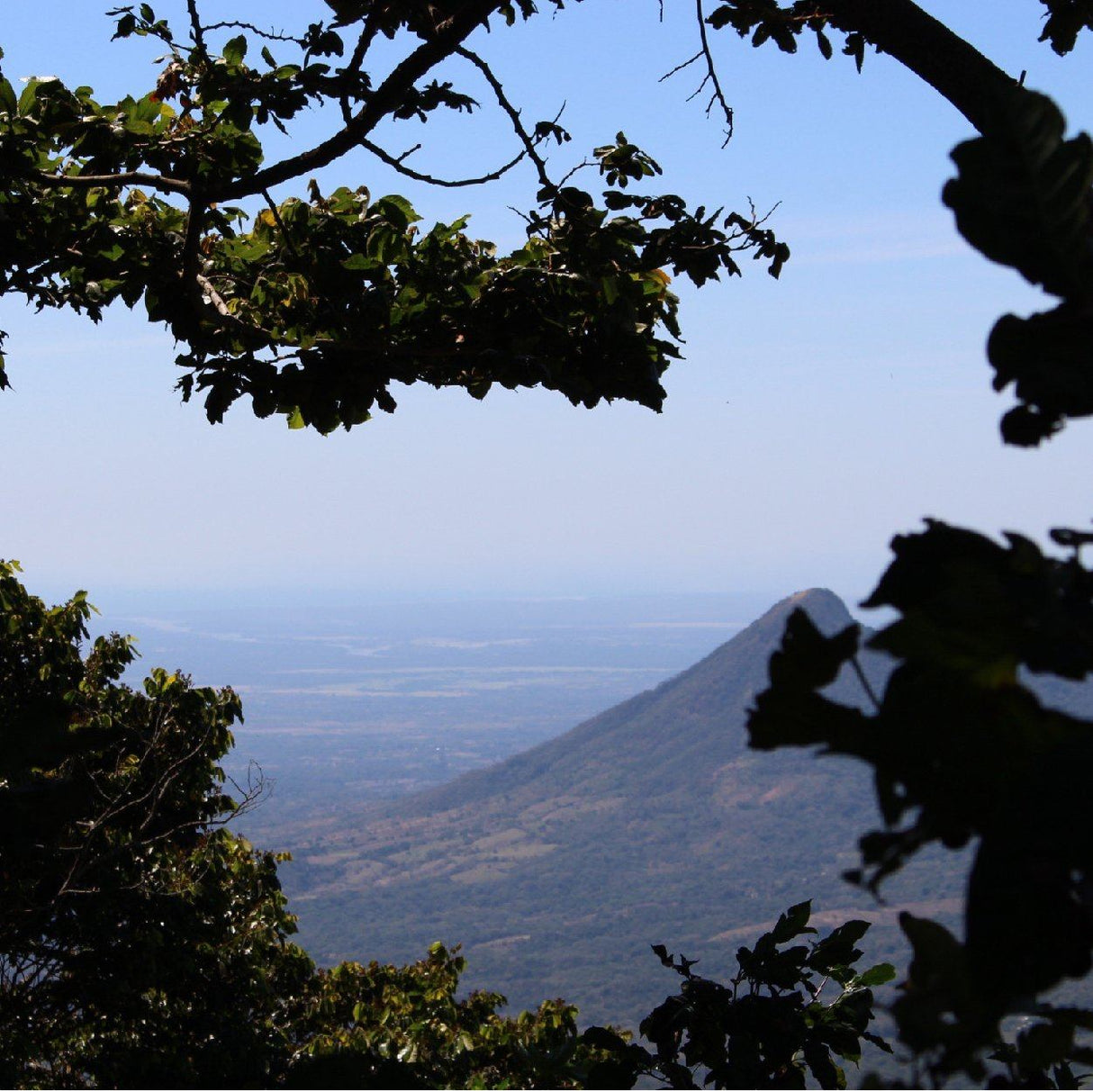 El Salvador Finca Las Mercedes