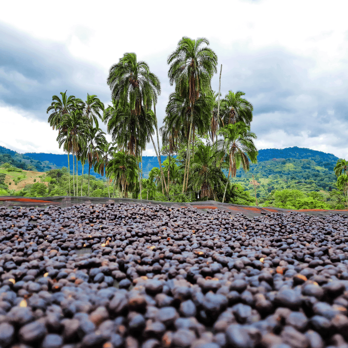 African drying beds of natural processed coffee cherries, with a cluster of palm trees and green rolling hills in the background.