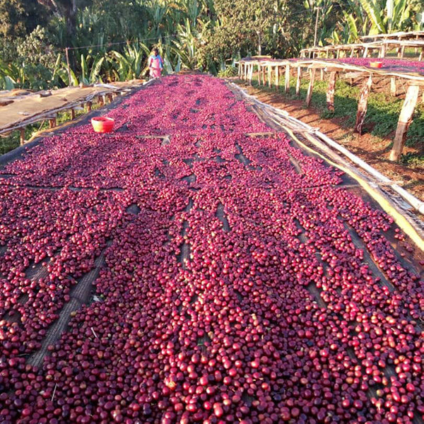 Ethiopia Banko Taurato Anaerobic Natural