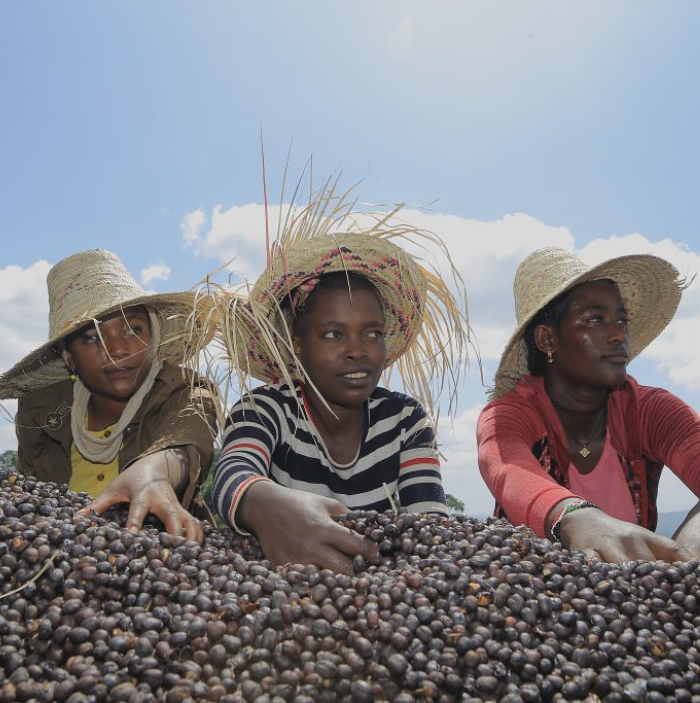 Ethiopia Supernatural coffee cherries drying on african drying bed being sorted by three women wearing straw hats.