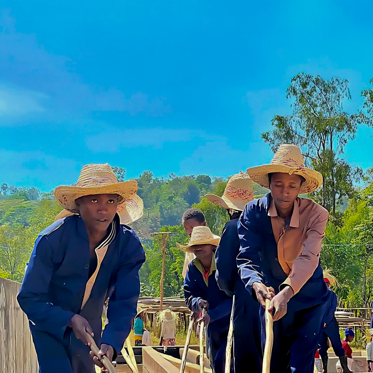Several people wearing straw hats and blue work clothes are seen washing the coffee beans outdoors under a bright blue sky with green trees in the background.