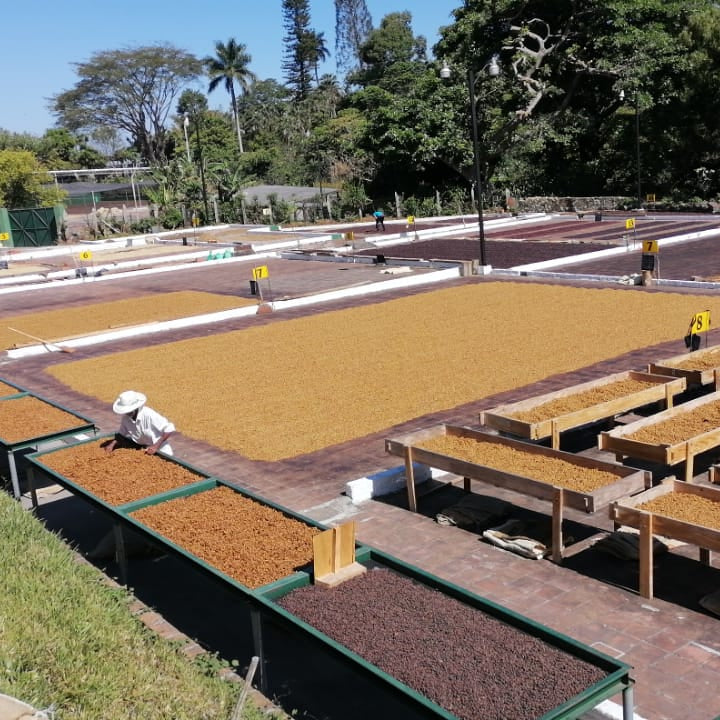 Finca Las Mercedes