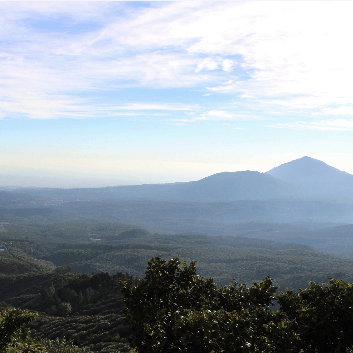 Finca Jasal view of coffee trees with hills in the horizon of blue wispy clouds.
