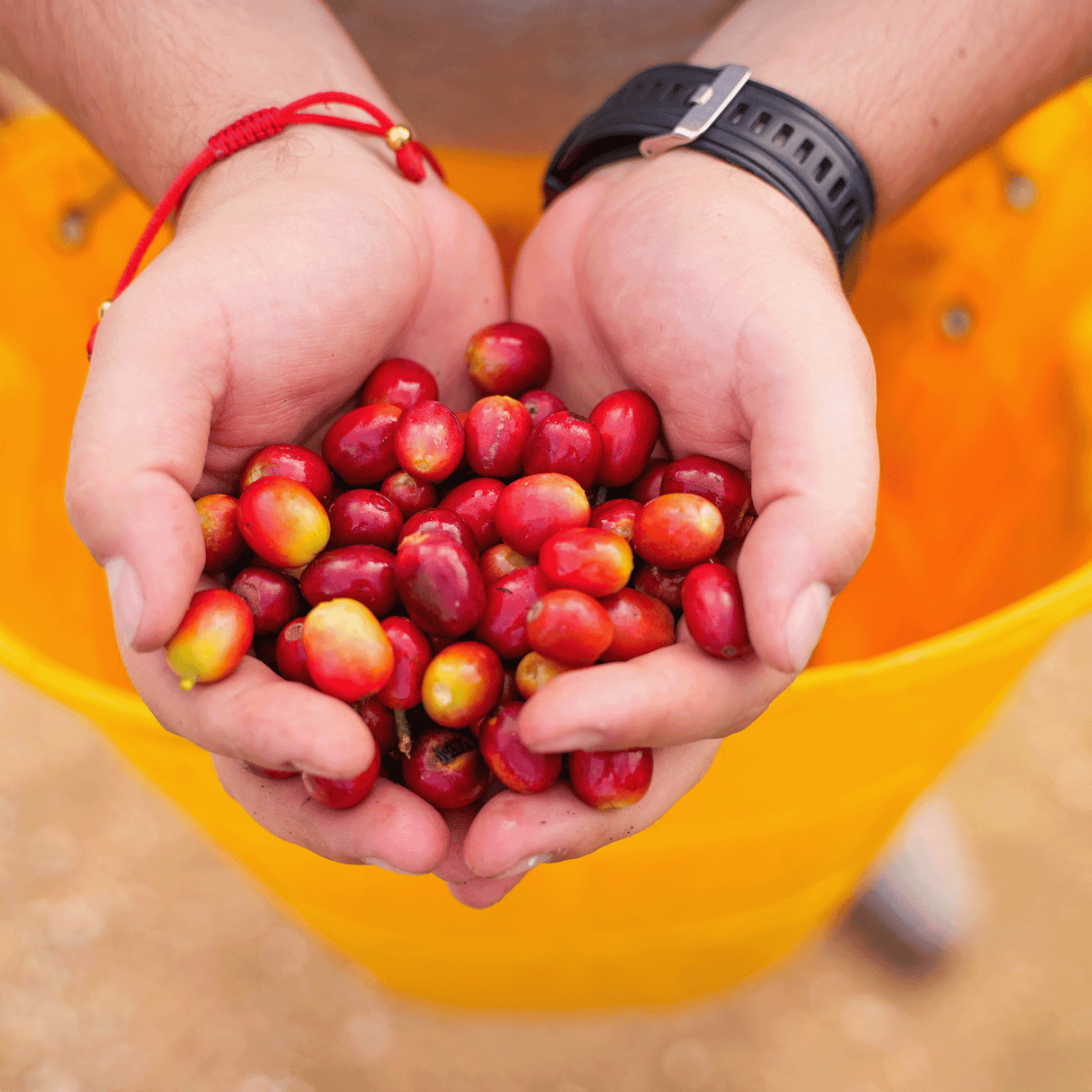 Jhoan Colombian coffee producer with two hands full of coffee cherries over yellow bucket.