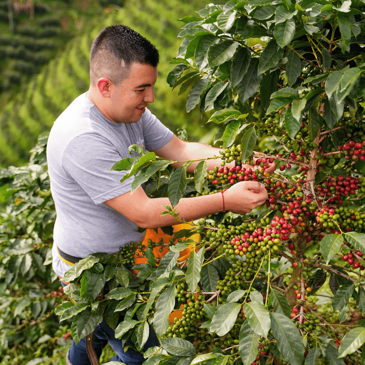 Jhoan picking coffee cherries off coffee trees with green hillside f coffee trees in background