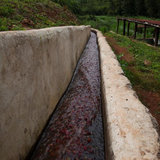 A close-up view of water flowing through a long concrete channel outdoors, washing the coffee cherries, with grass, dirt, and a raised African drying beds in the background.