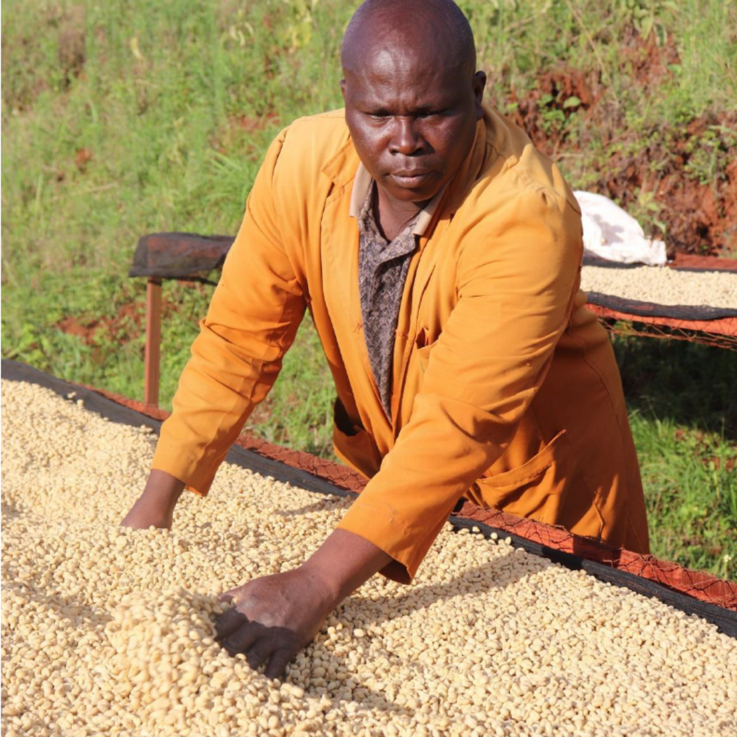 Kenya Gathaithi AA coffee drying beds