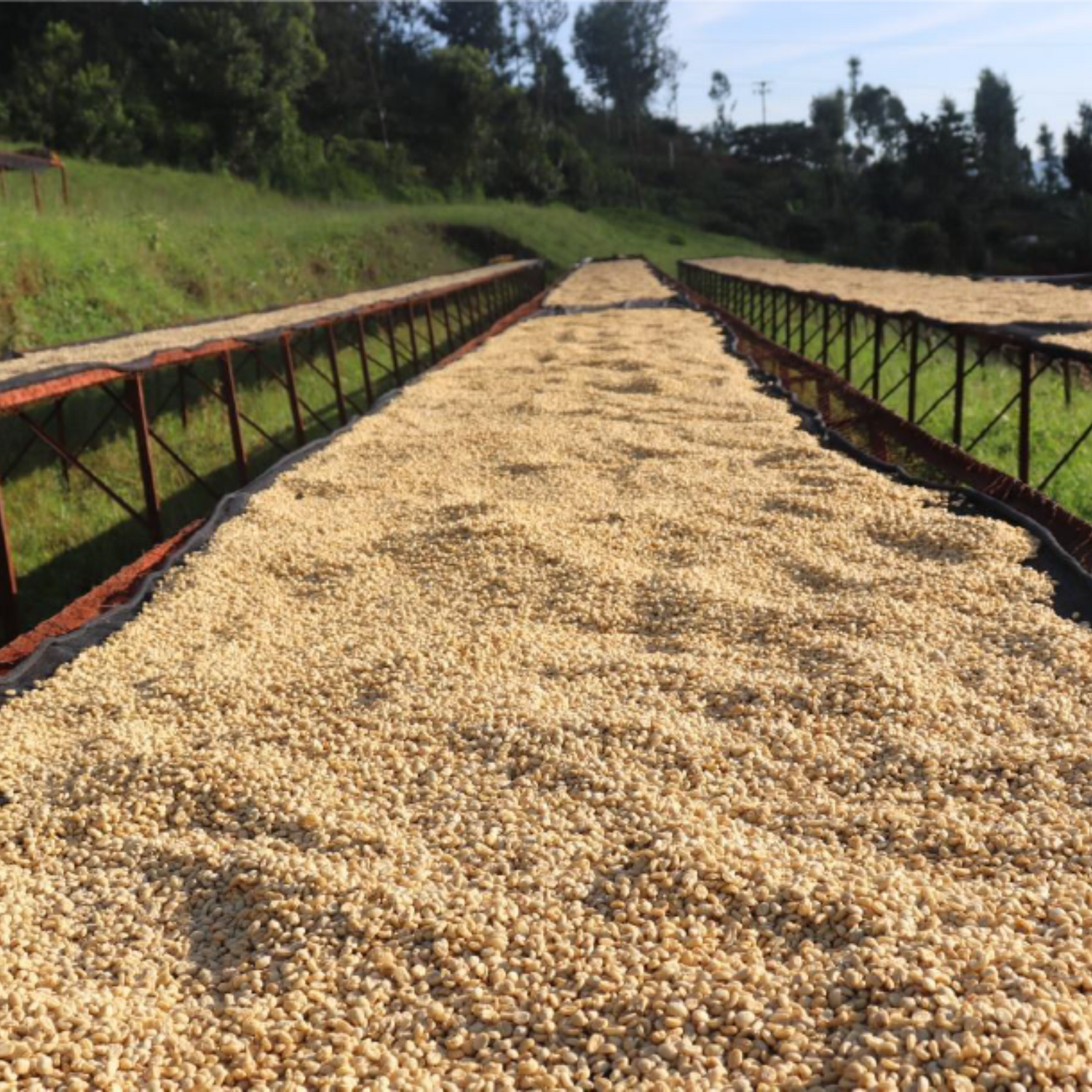 Kenya Gathaithi AA green coffee beans on African raised drying beds with large trees in the background.