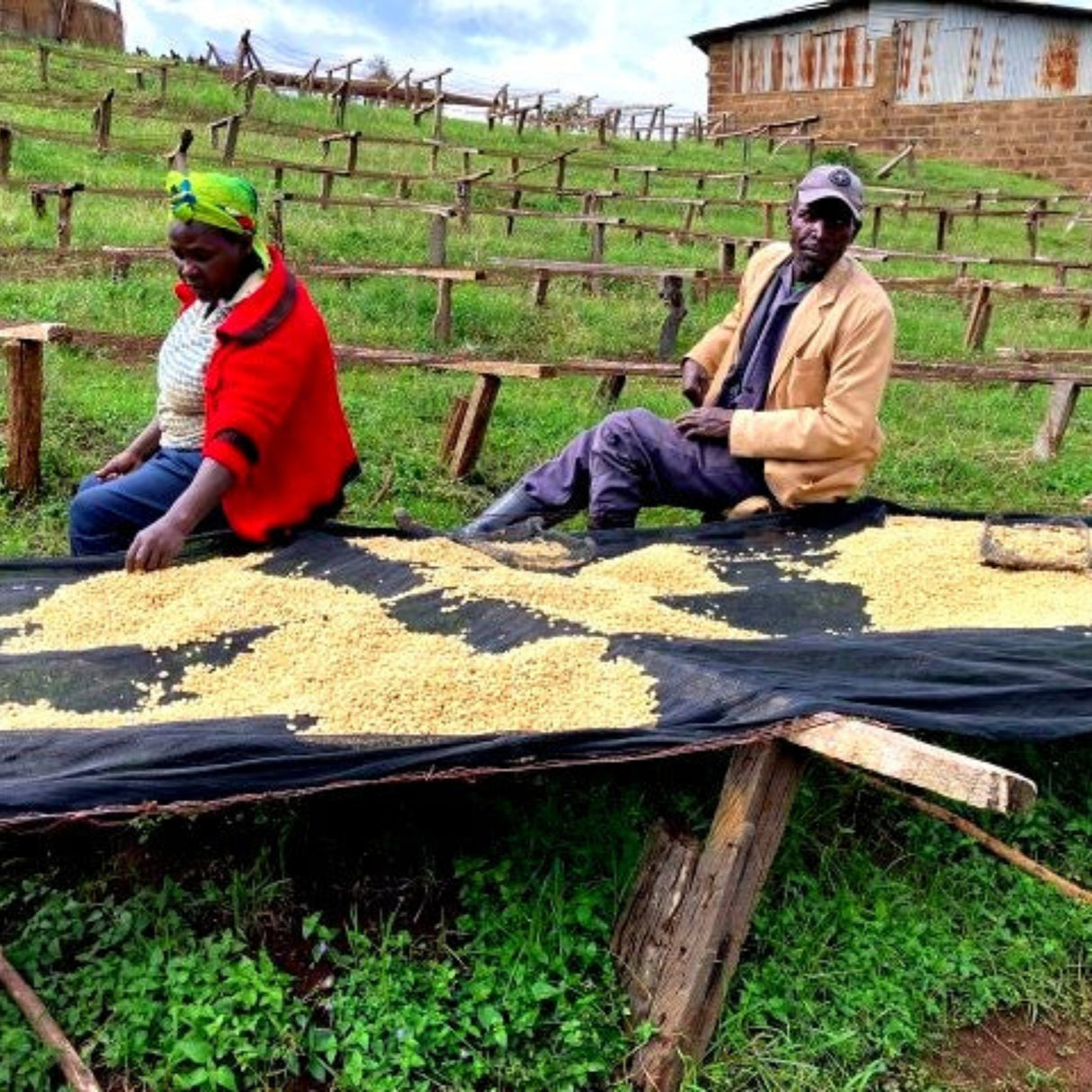 Green beans on African raised drying bed being sorted by a man and women with building in background.
