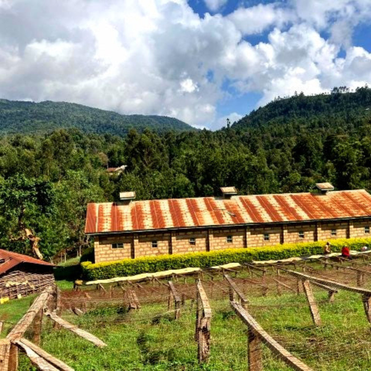 Kenya coffee tree farm and african drying beds with people.