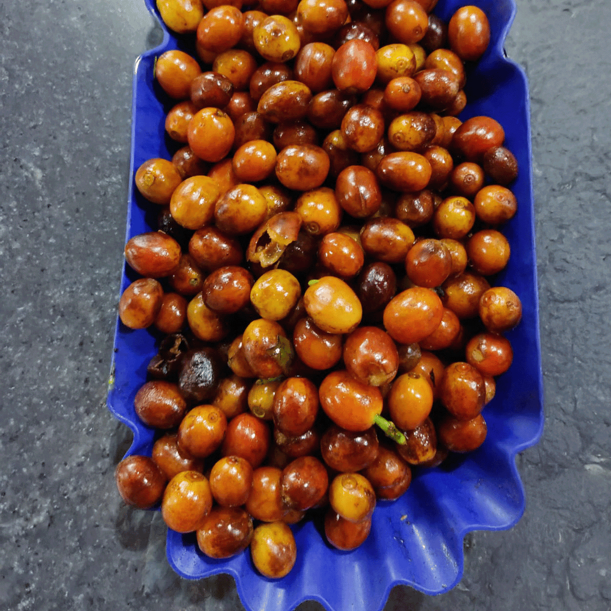 Blue tray with orange geisha coffee cherries on gray counter.