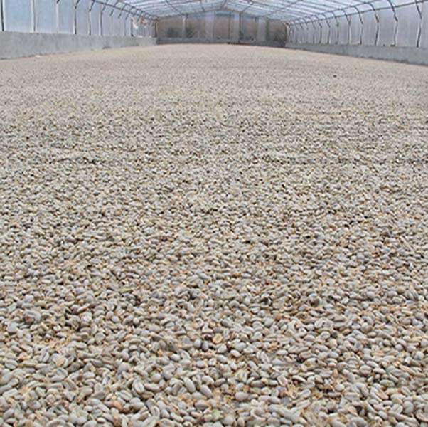 Green coffee beans drying on patios with overhead cover.