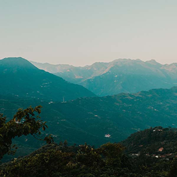 Guatemala rolling hills with coffee trees and blue tones.