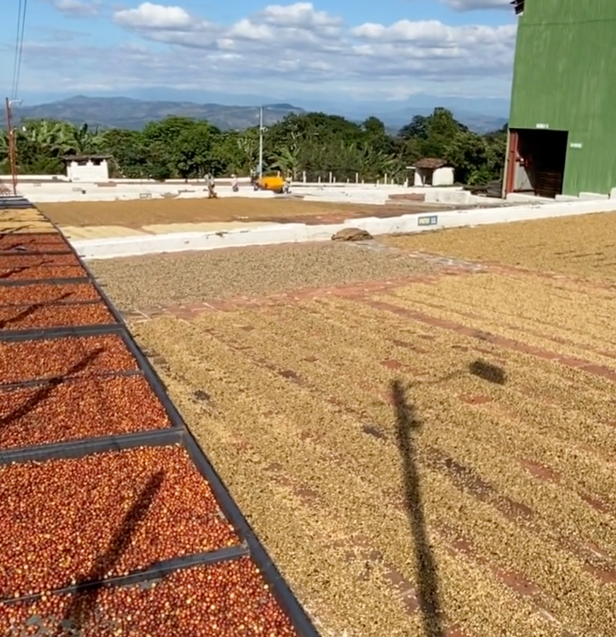 El Salvador Orange Geisha drying patio and beds
