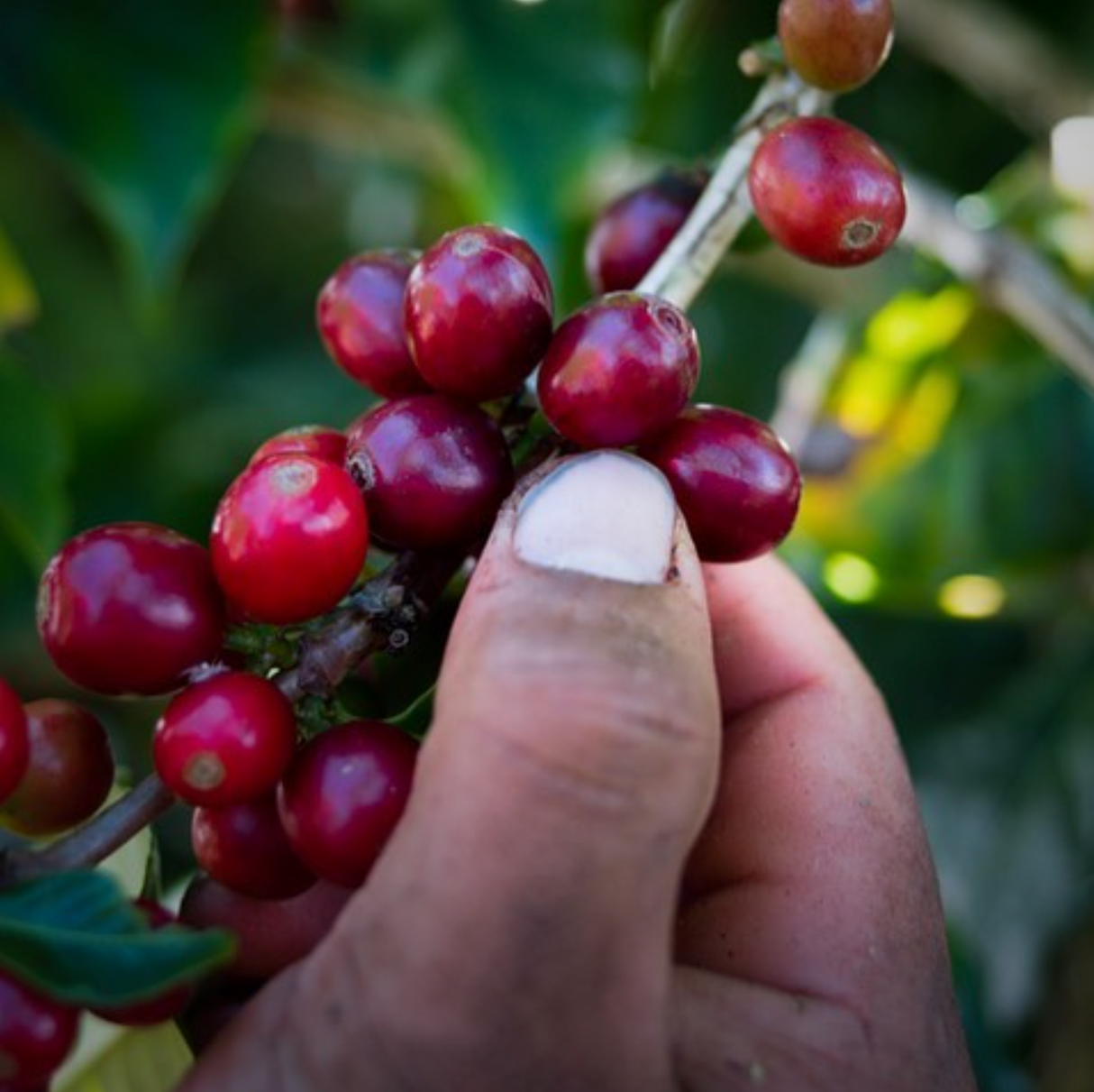 photograph of the coffee plant