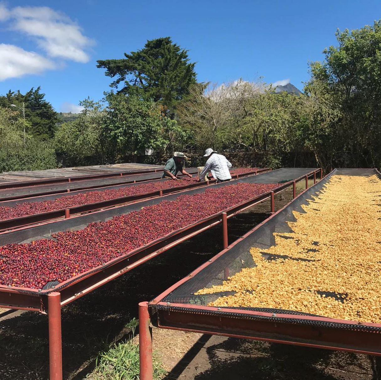 Coffee processing beds