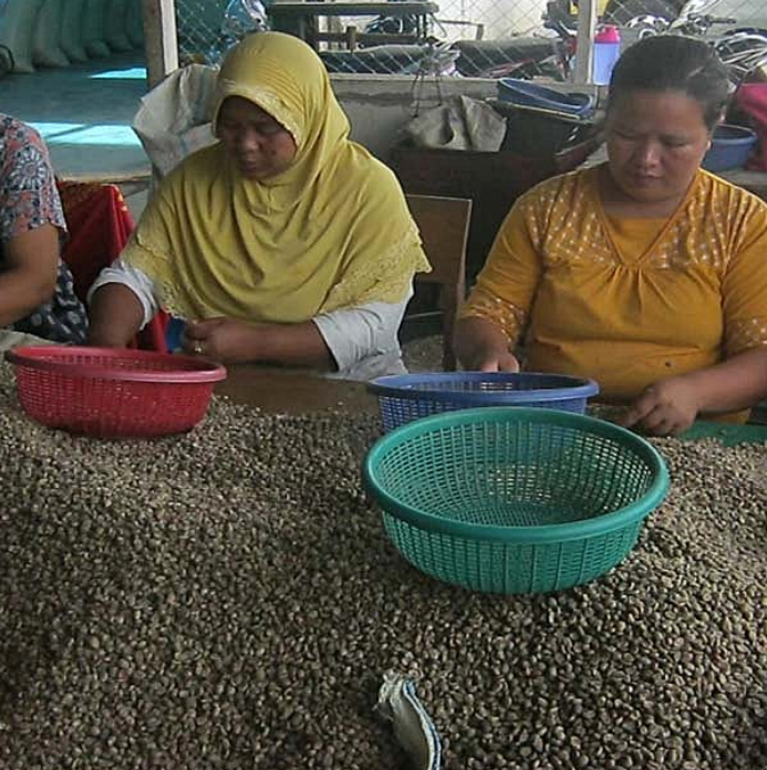 Women of the Rahmat Kinara Cooperative, sorting green coffee beans at tables into baskets for quality control.