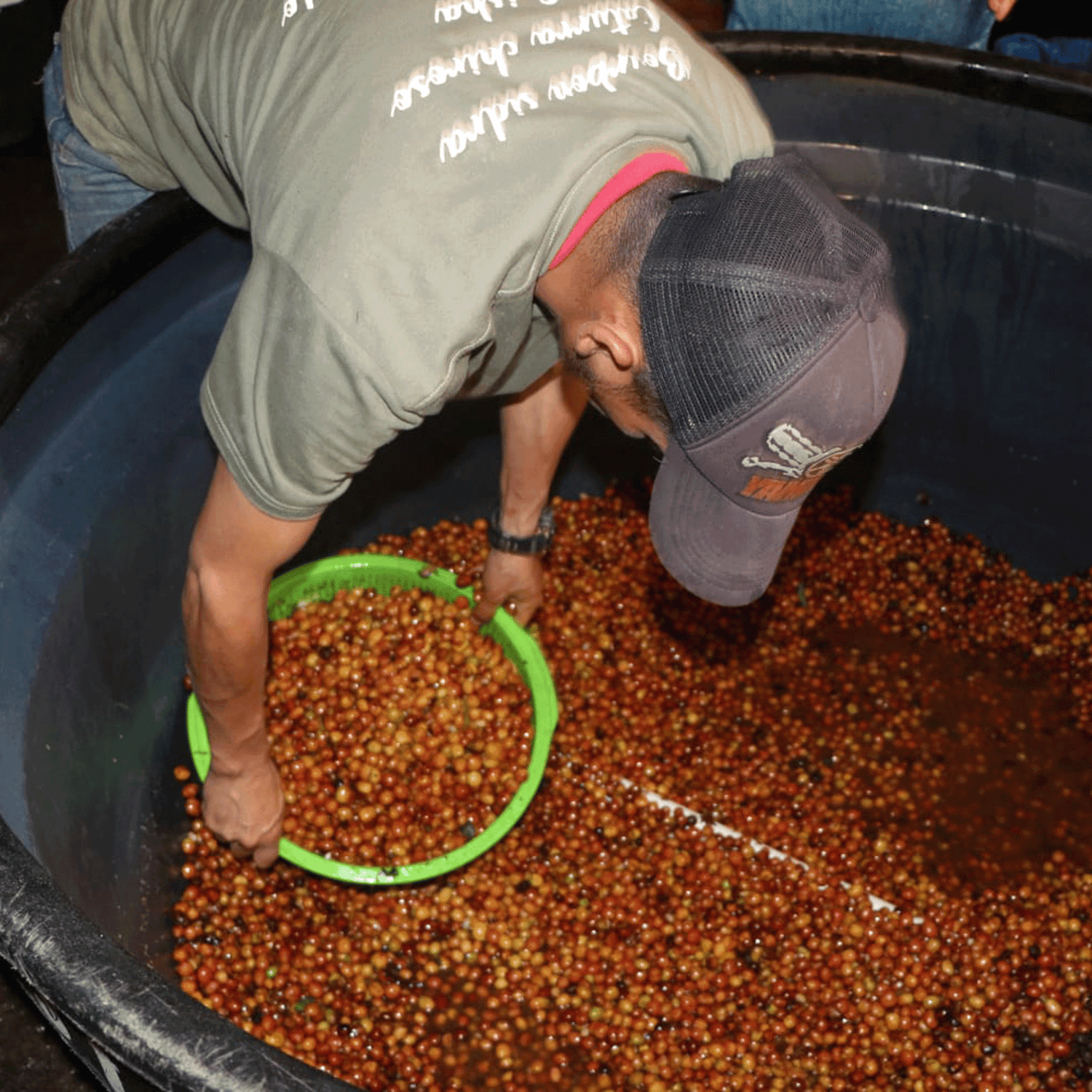 Man scooping coffee cherries with basket from Thermo-Shock processing container.