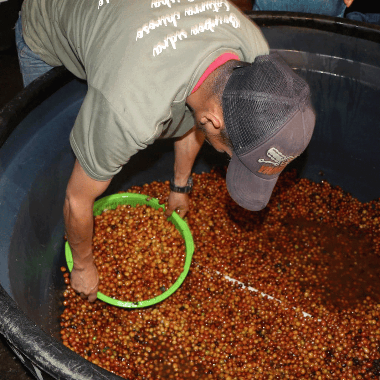 Man scooping coffee cherries with basket from Thermo-Shock processing container.