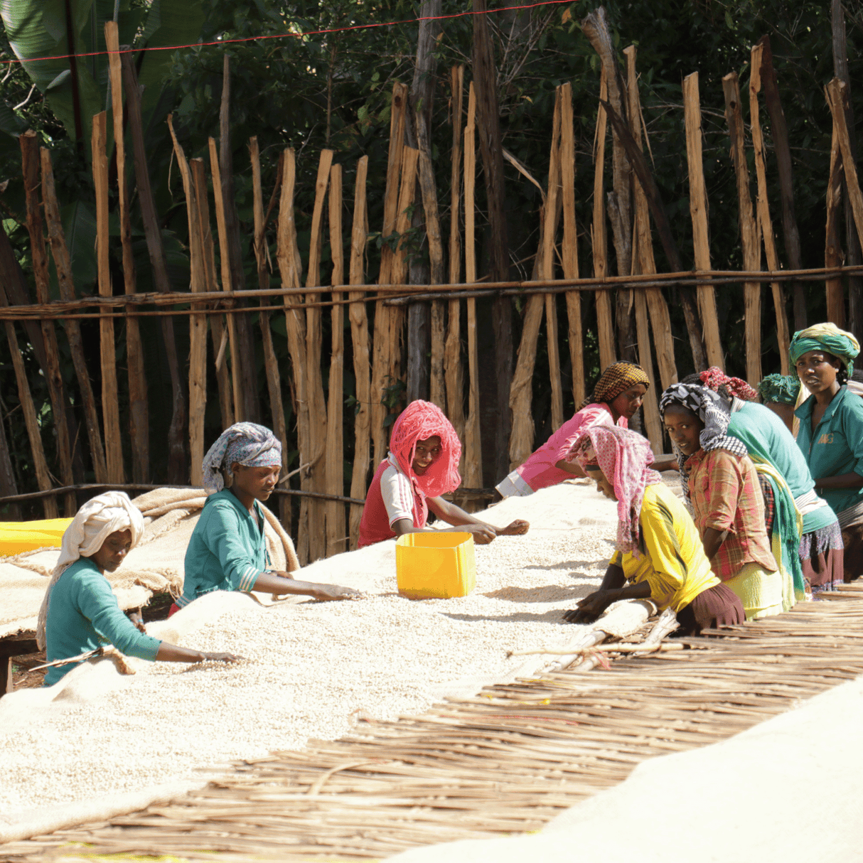 Women wearing colorful head scarves sorting Organic Ethiopia Worka Chelbessa green coffee beans on African raised drying beds with large branched fence and trees in the background.