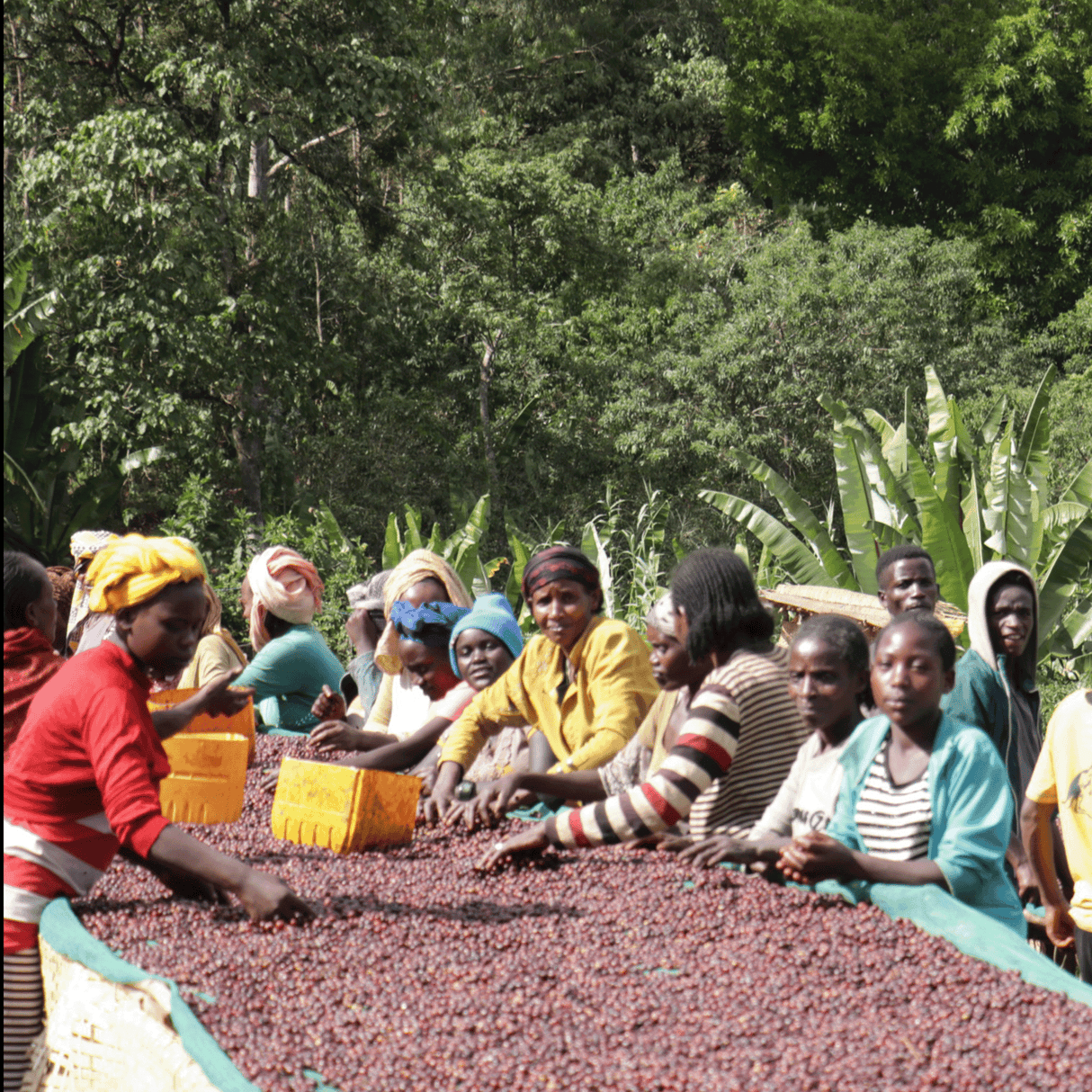 Women sorting Organic Ethiopia Worka Chelbessa coffee cherries on African raised drying beds with large trees in the background.