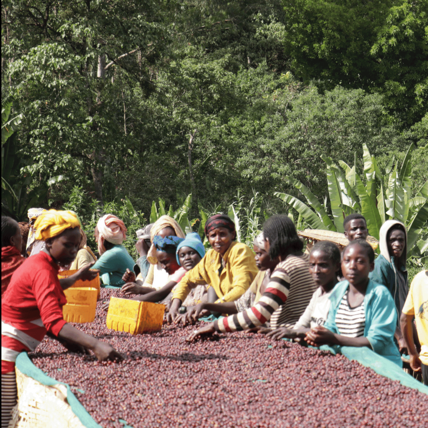 Women sorting Organic Ethiopia Worka Chelbessa coffee cherries on African raised drying beds with large trees in the background.