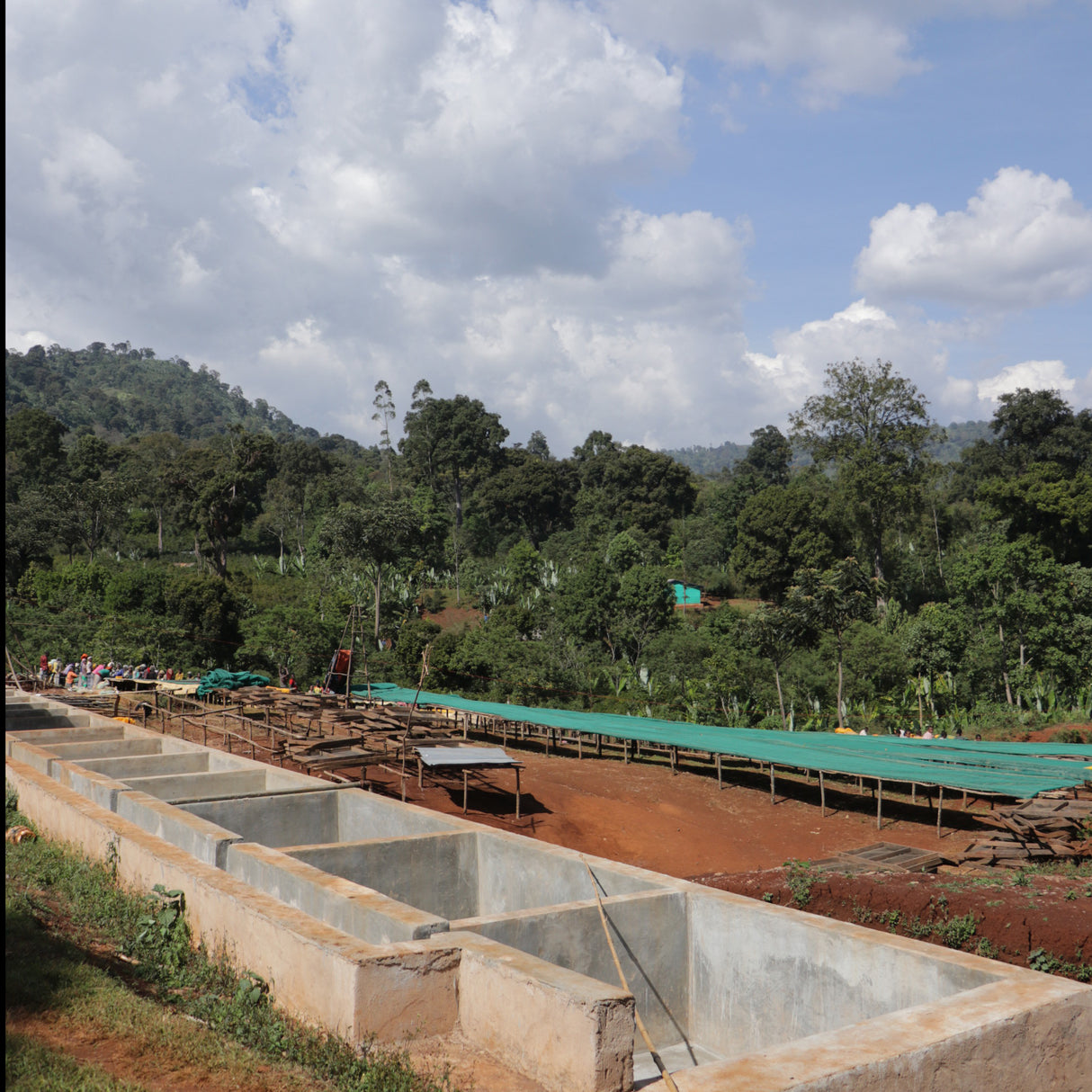 Ethiopian farm with African raised drying beds  and washed concrete square basins with large trees in the background and blue sky with clouds.