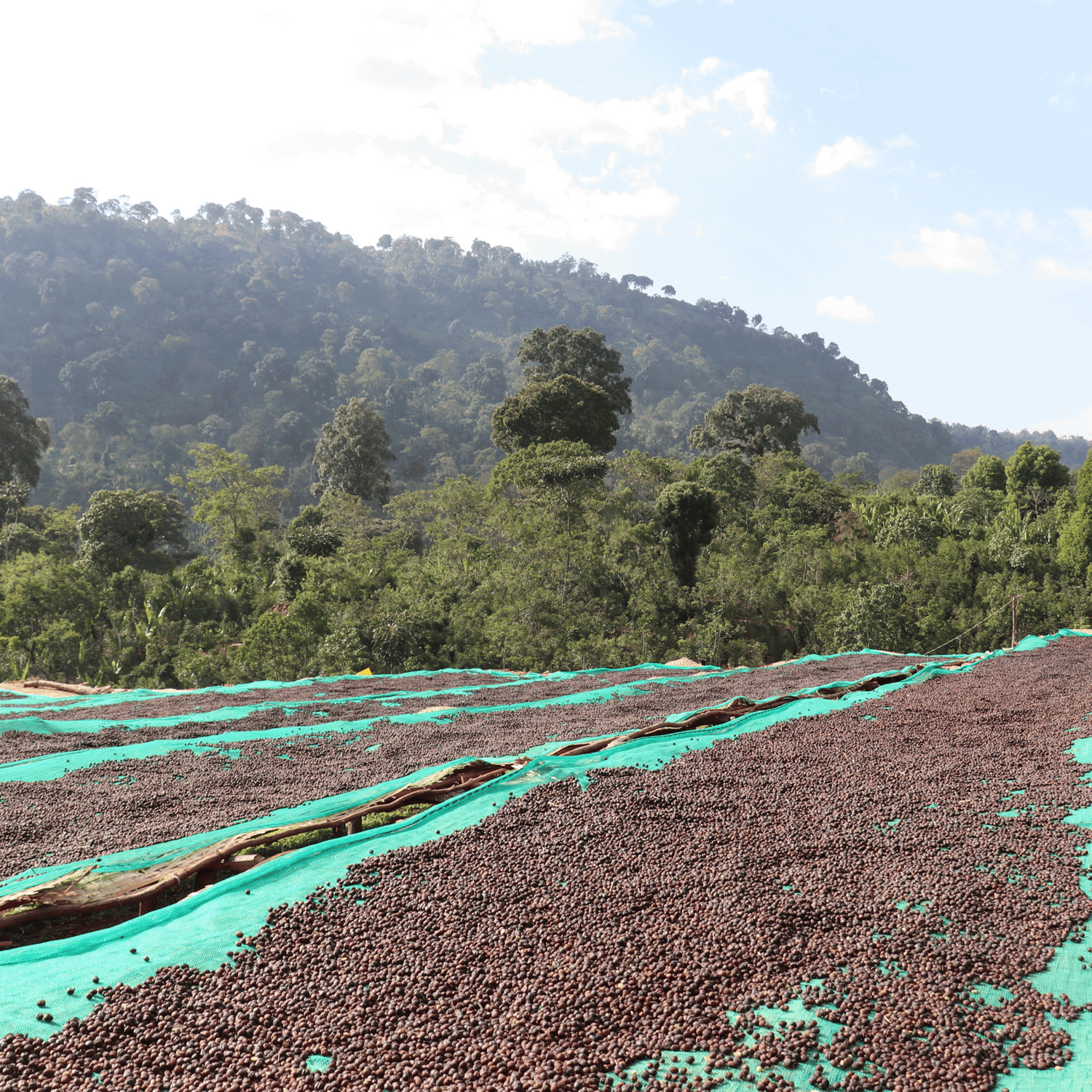 Organic Ethiopia Worka Chelbessa coffee cherries on African raised drying beds with large trees in the background and blue sky with clouds.