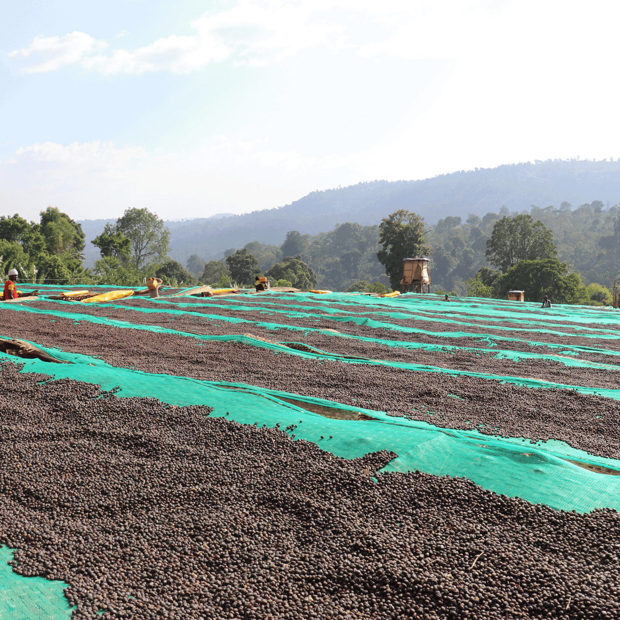 Men carring bukets of Organic Ethiopia Worka Chelbessa coffee cherries with coffee cherrries on African raised drying beds, large trees in the background , hills with trees hazy and blue sky with clouds.