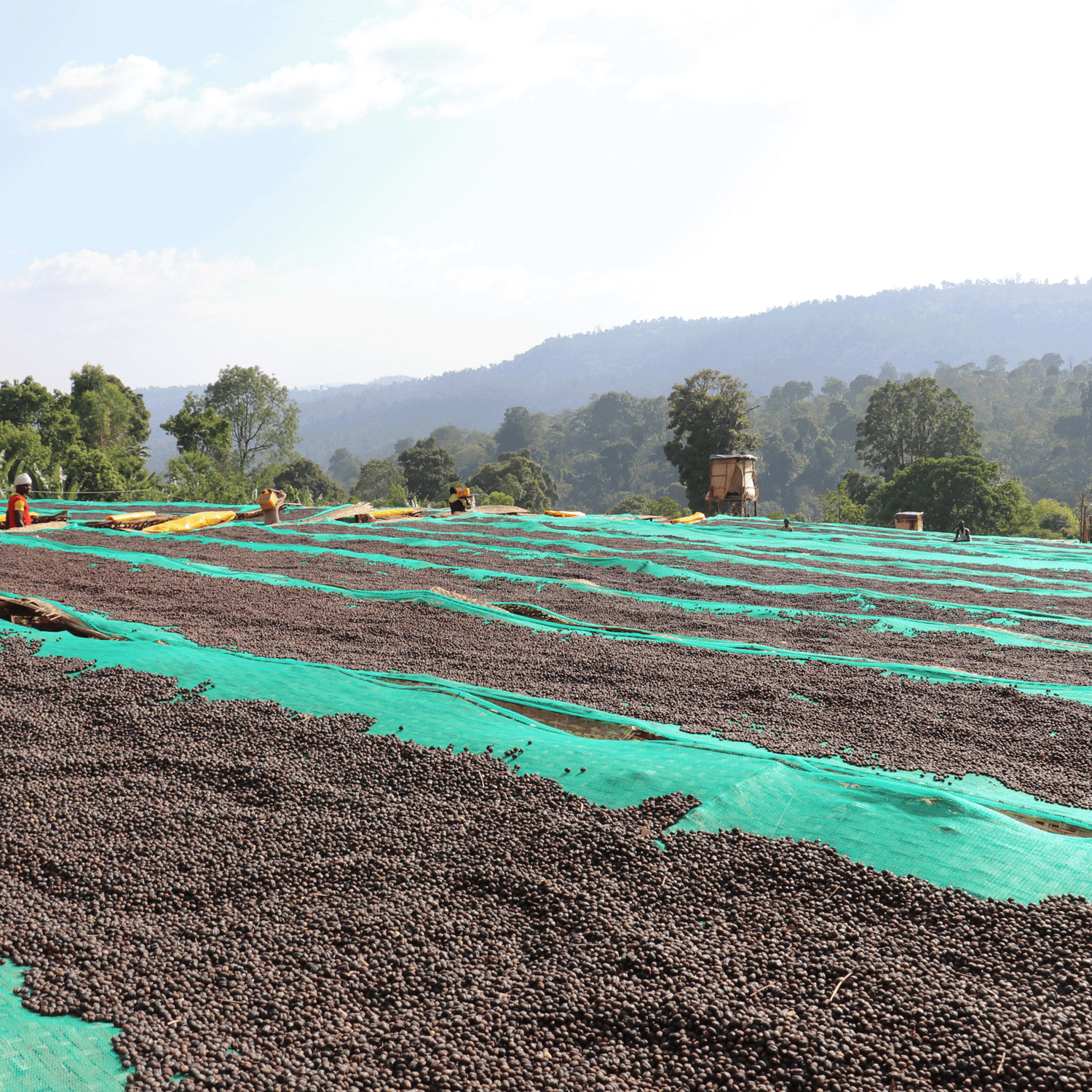 Men carring bukets of Organic Ethiopia Worka Chelbessa coffee cherries with coffee cherrries on African raised drying beds, large trees in the background , hills with trees hazy and blue sky with clouds.