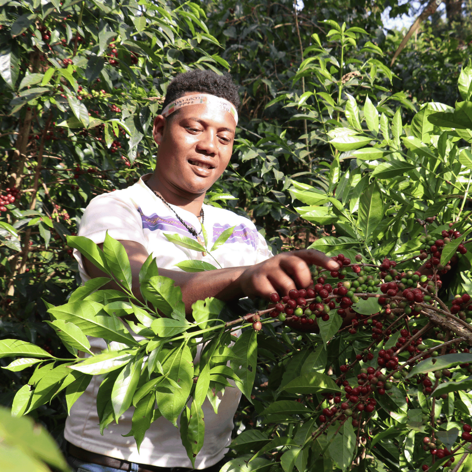 Man picking coffee cherries of Organic Ethiopia Worka Chelbessa surrounded by coffee trees.