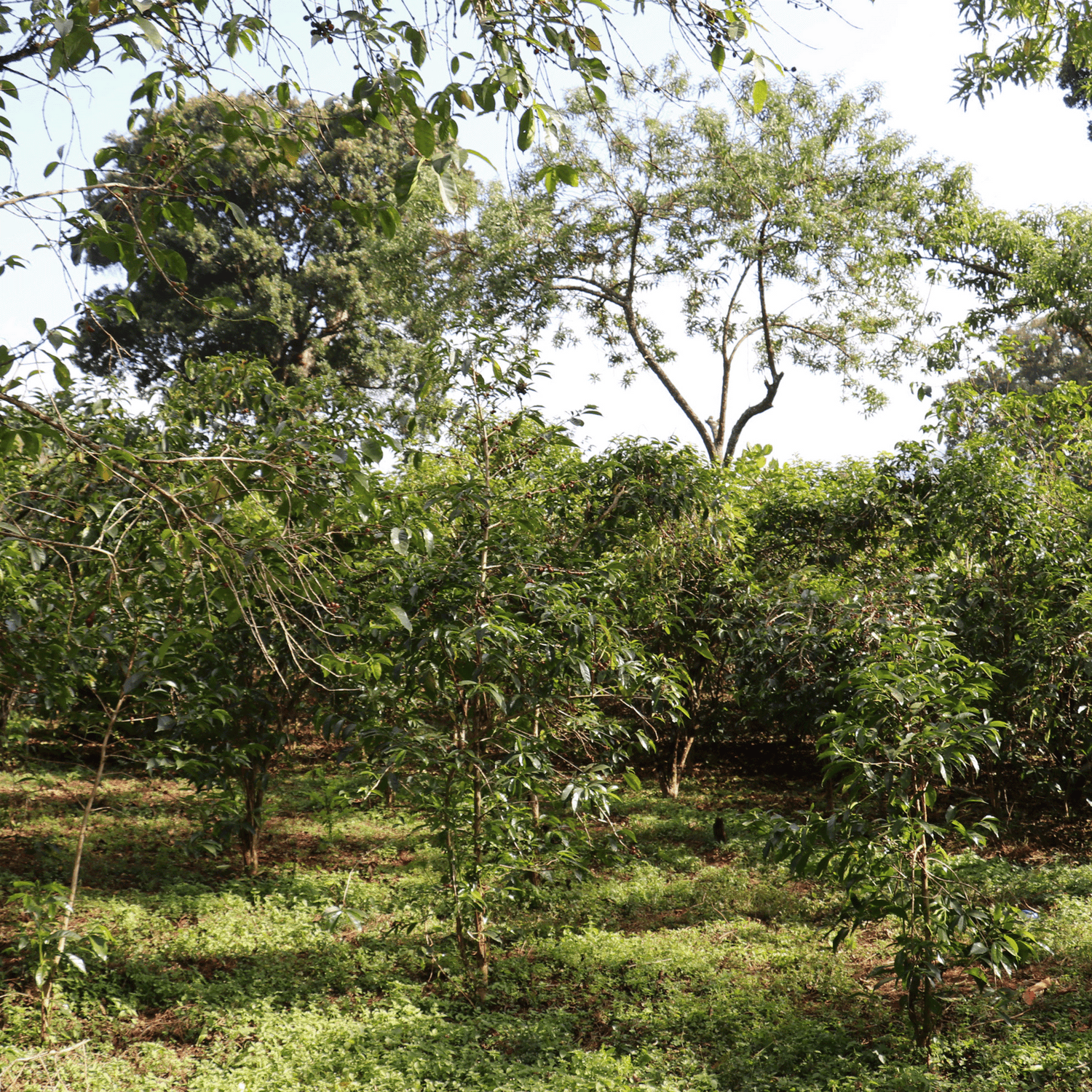 Coffee trees with undergrowth,large trees and sky in background.