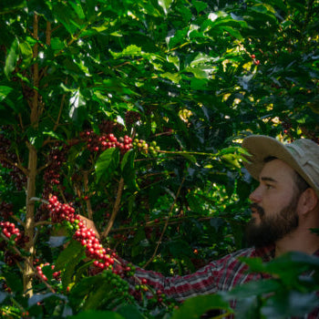 A man wearing a beige cap and a red plaid shirt harvests red coffee cherries from a lush green coffee plant in a sunny outdoor farm setting.