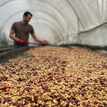 A person wearing red gloves walks along a long net in a greenhouse where dried coffee beans are spread out on raised drying beds.