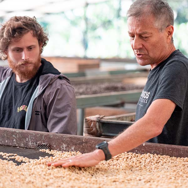 Wilford Lamastus moving coffee beans in african drying beds